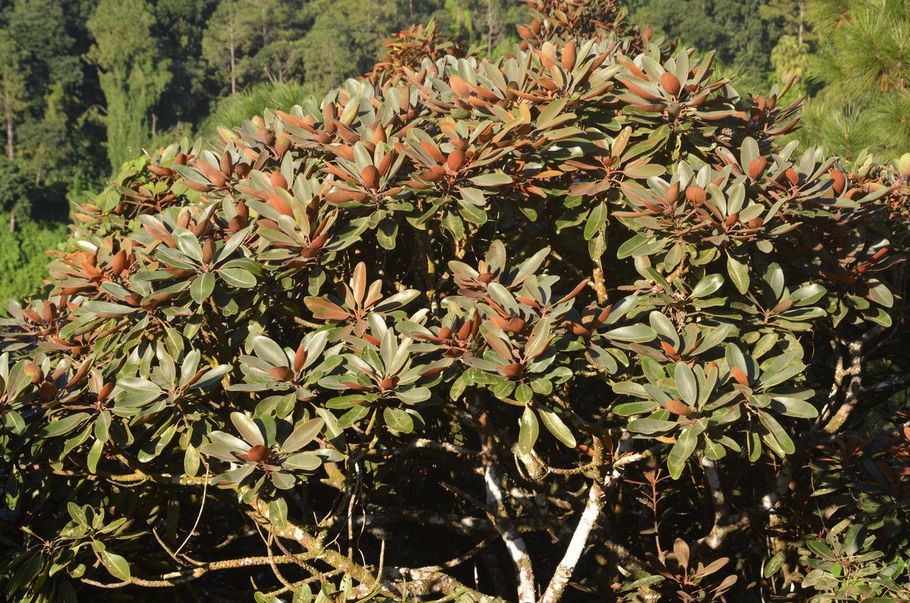 Sideroxylon puberulum habit
