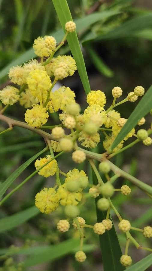Acacia neriifolia flower