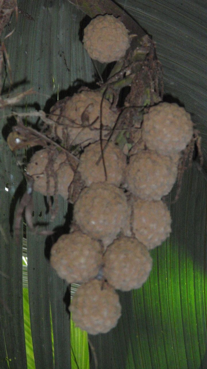 Pelagodoxa henryana fruit