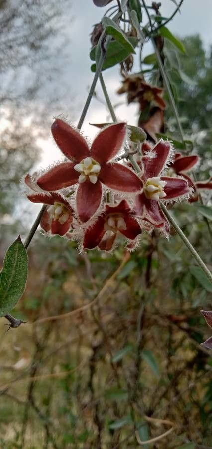 Funastrum cynanchoides flower