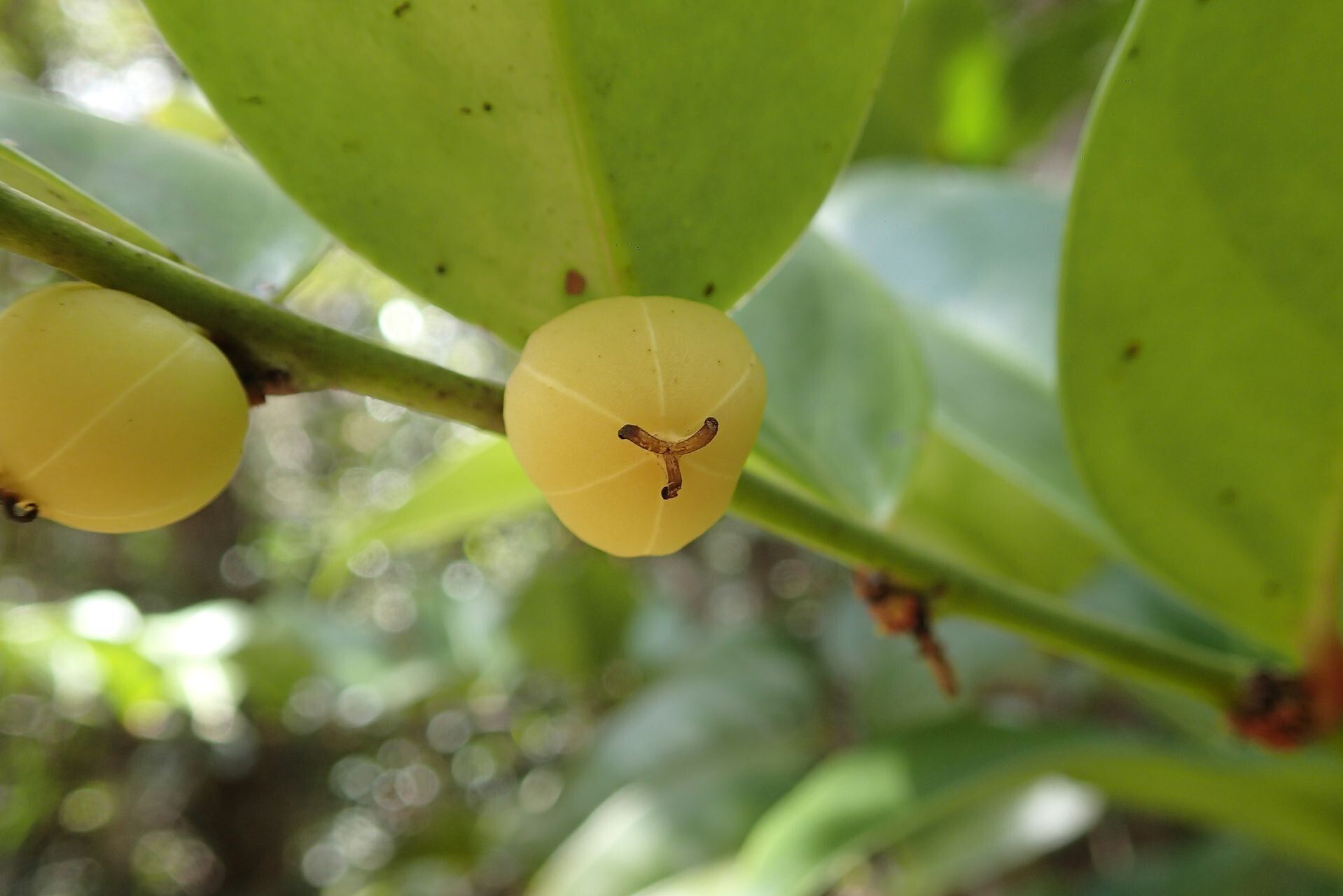 Phyllanthus carlottae fruit