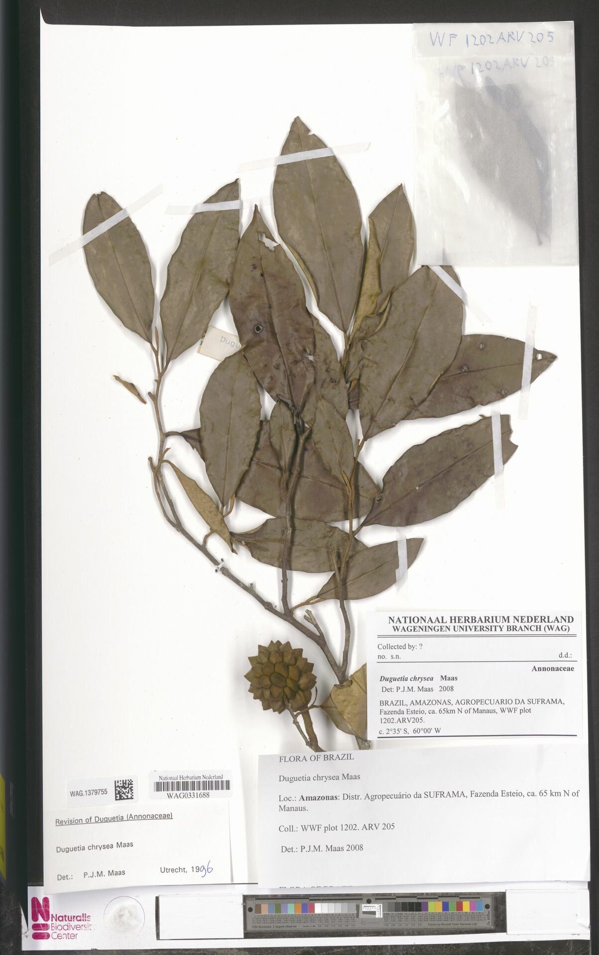 Duguetia chrysea fruit