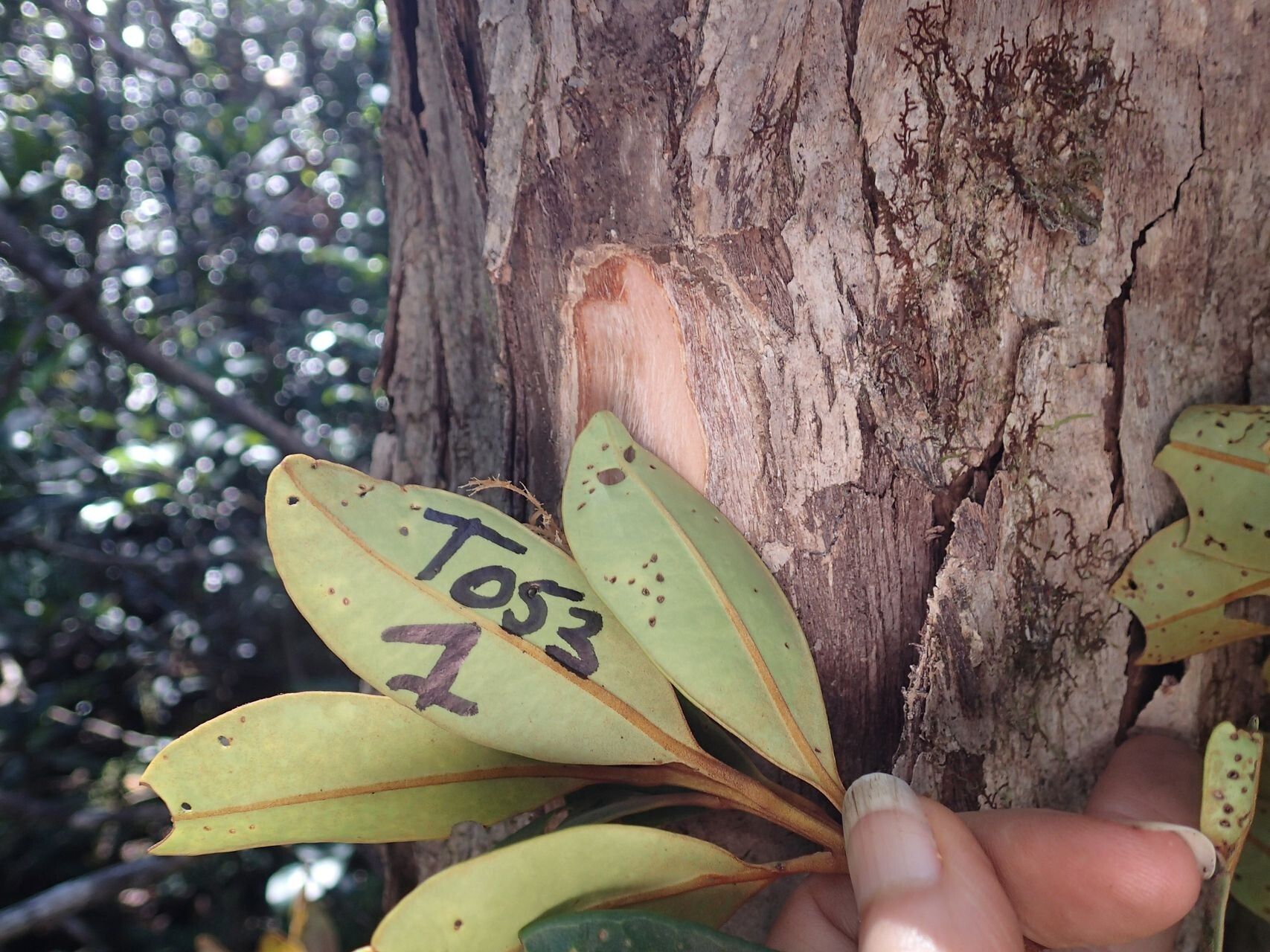 Tristaniopsis guillainii leaf