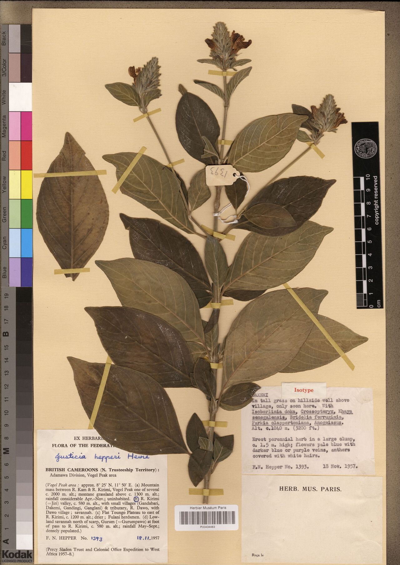 Justicia hepperi — houseplant care guide