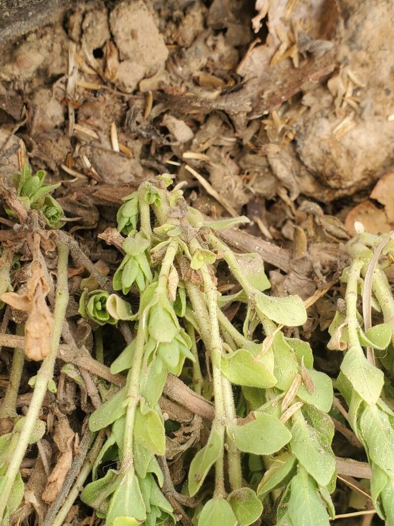Hygrophila abyssinica flower