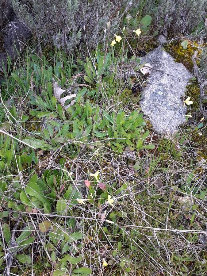 Diplotaxis virgata habit