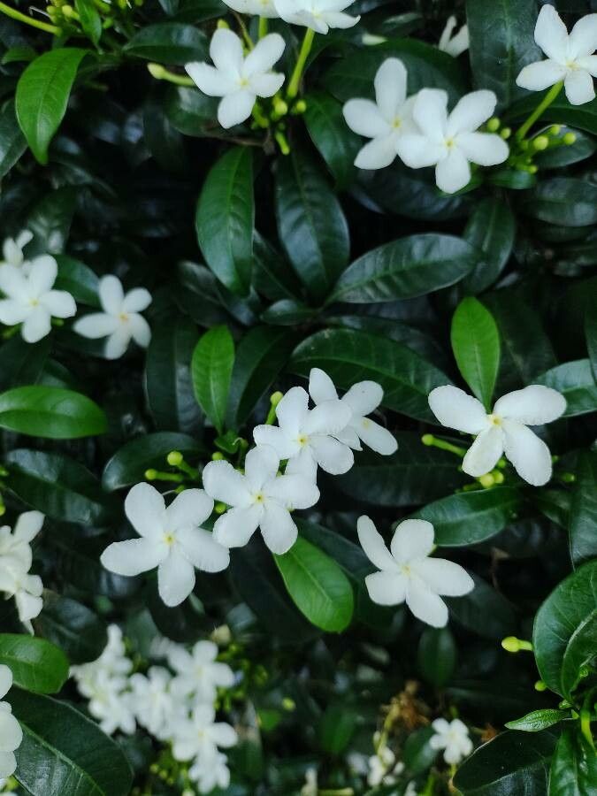 Tabernaemontana laeta flower