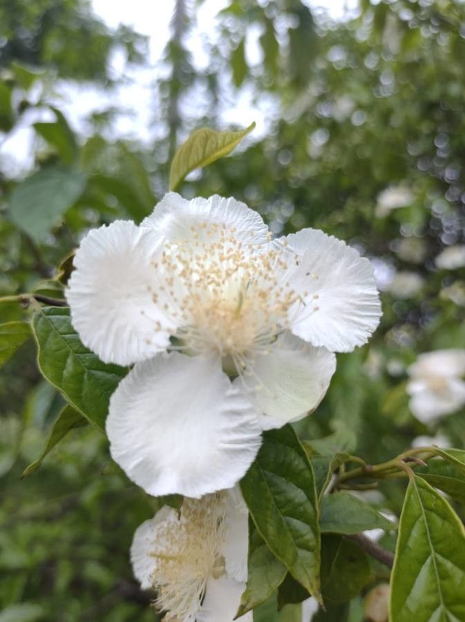 Campomanesia pubescens flower