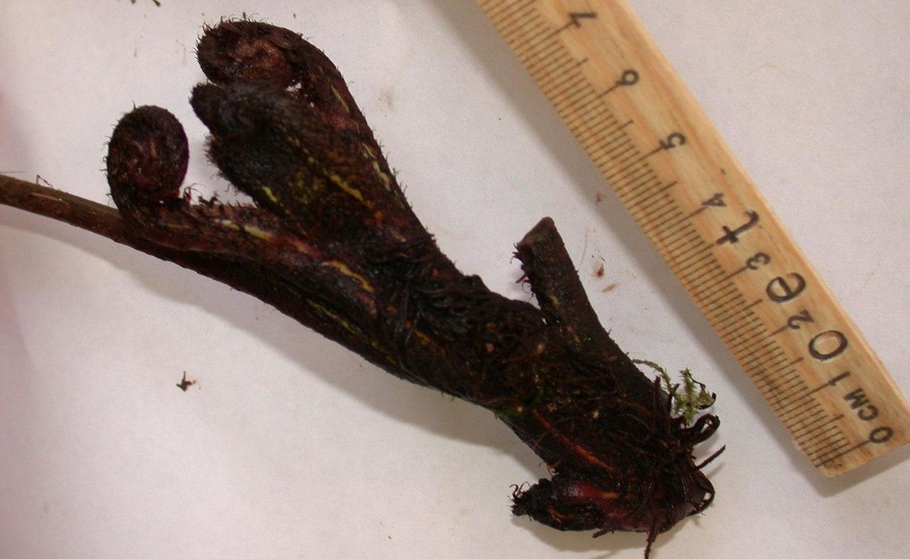 Lomariopsis japurensis other