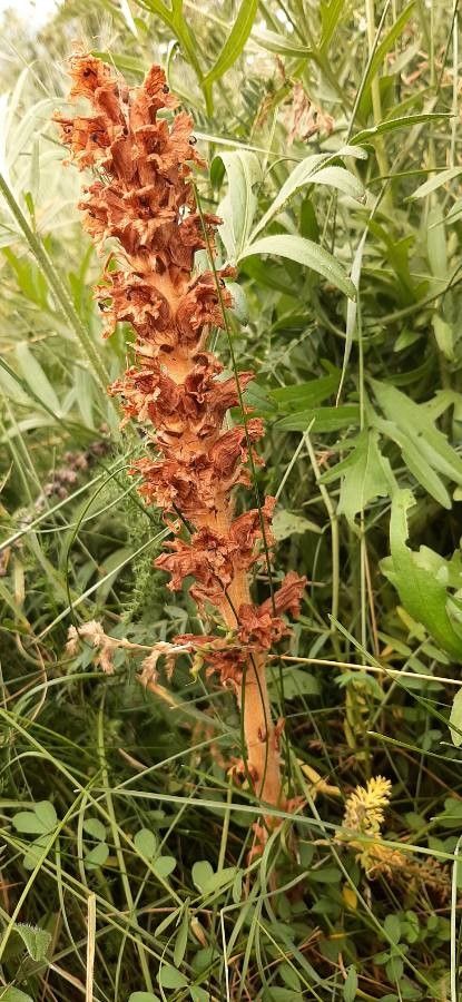 Orobanche elatior habit