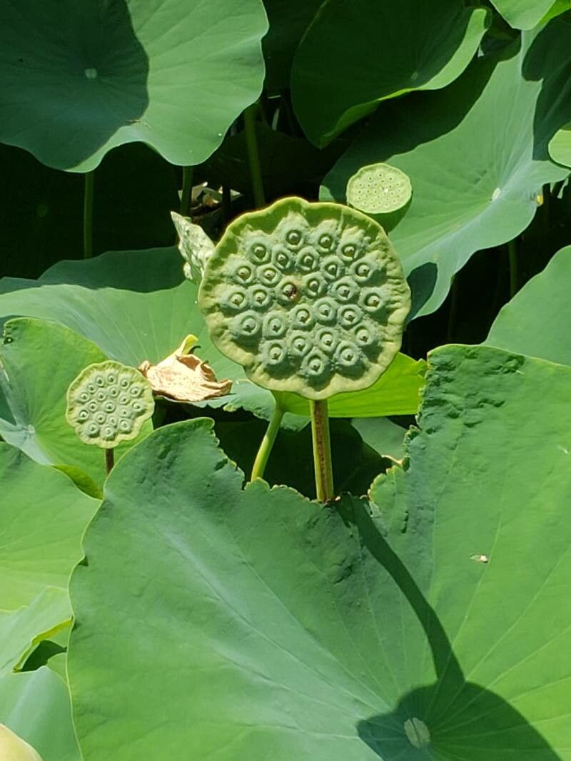 Nelumbo nucifera fruit