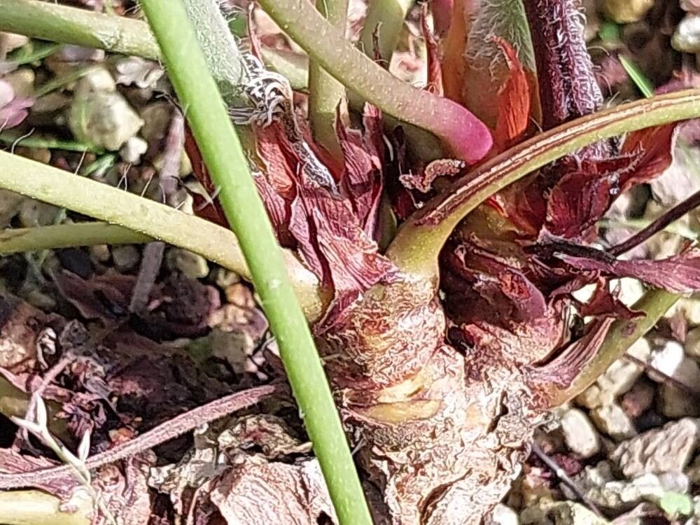 Pelargonium luridum bark
