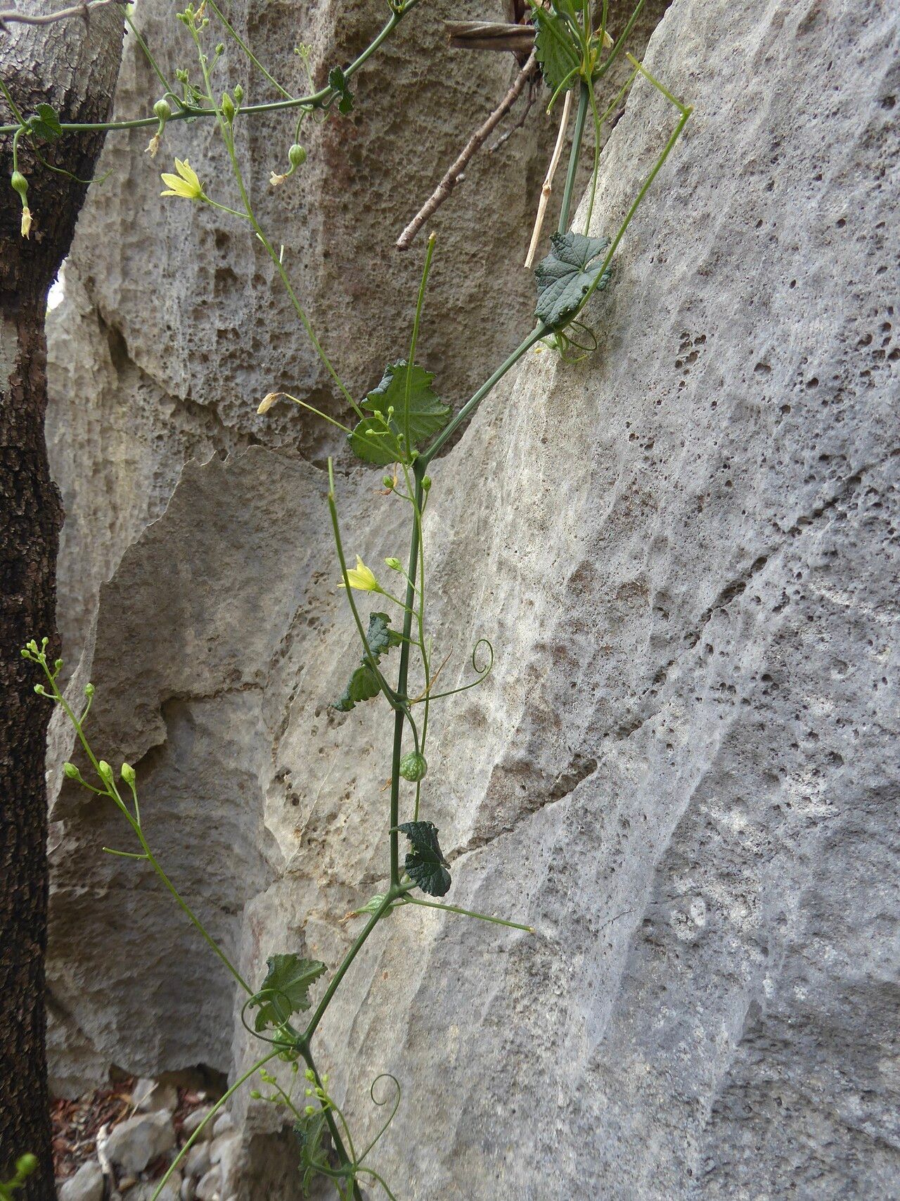 Kedrostis laxa habit