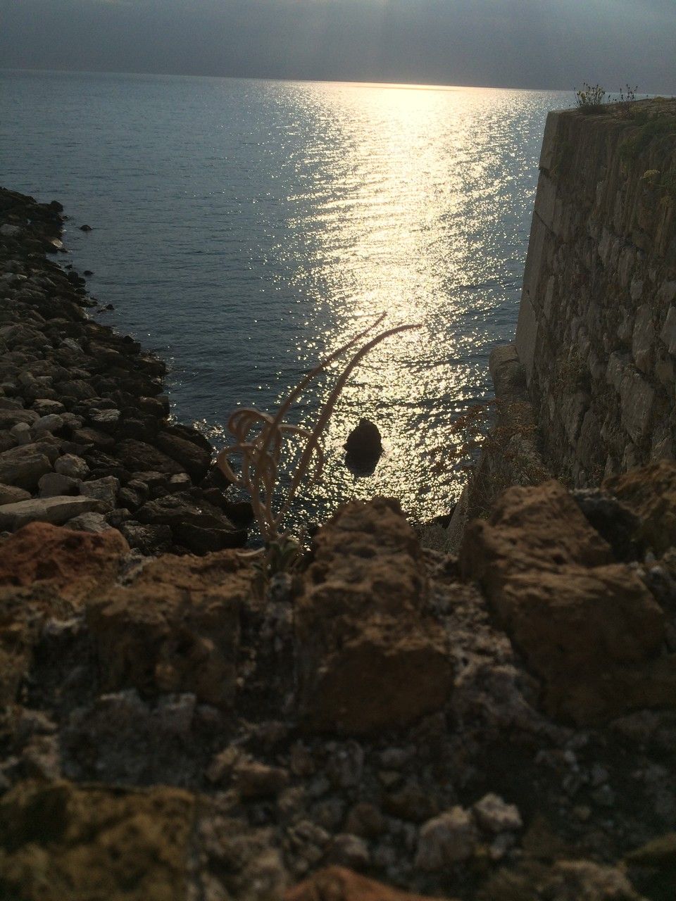 Rumex aquitanicus x Rumex crispus habit