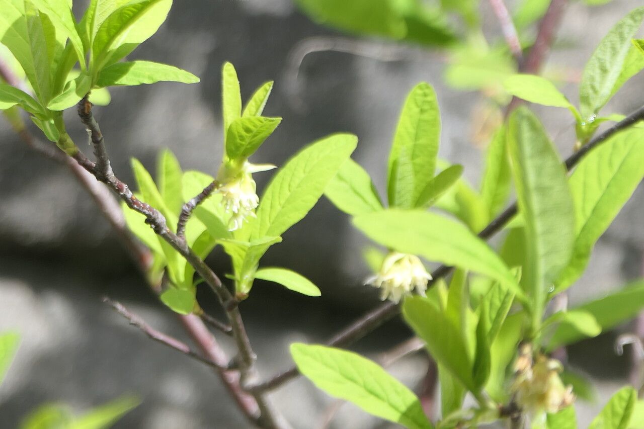 Oemleria cerasiformis flower