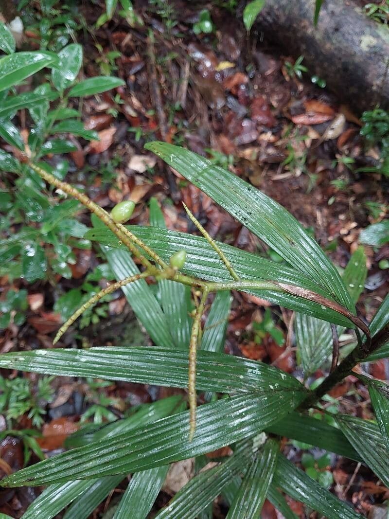 Dypsis concinna flower
