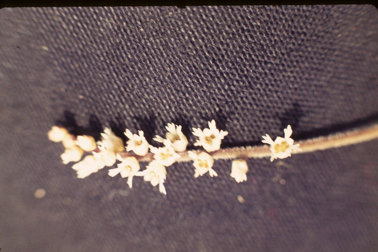 Mitella trifida habit