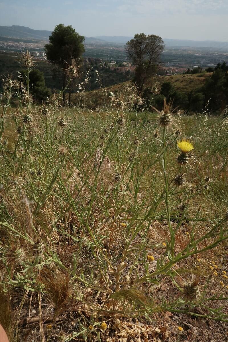Centaurea sulphurea fruit