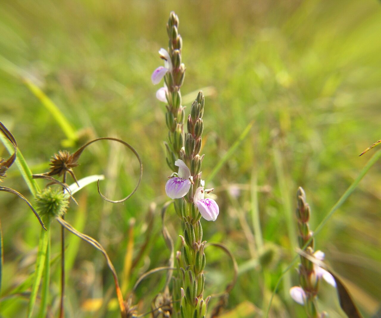 Rostellularia diffusa habit