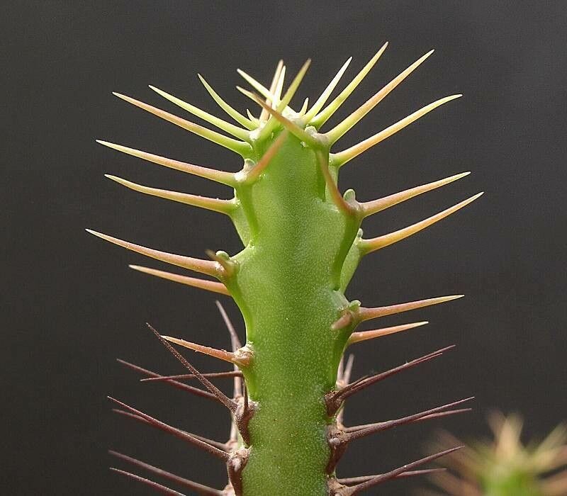 Euphorbia sekukuniensis — houseplant care guide