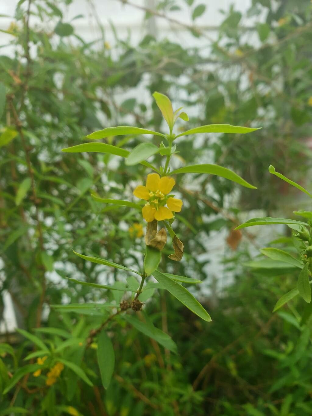 Heimia myrtifolia flower