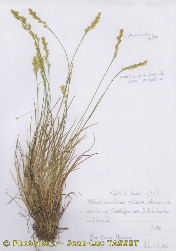Poa laxa habit