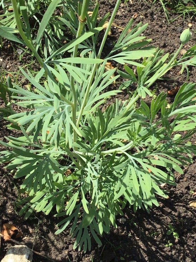 Hunnemannia fumariifolia — search result for 'Papaveraceae'