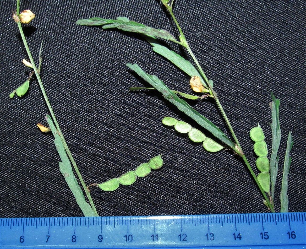 Aeschynomene fascicularis other