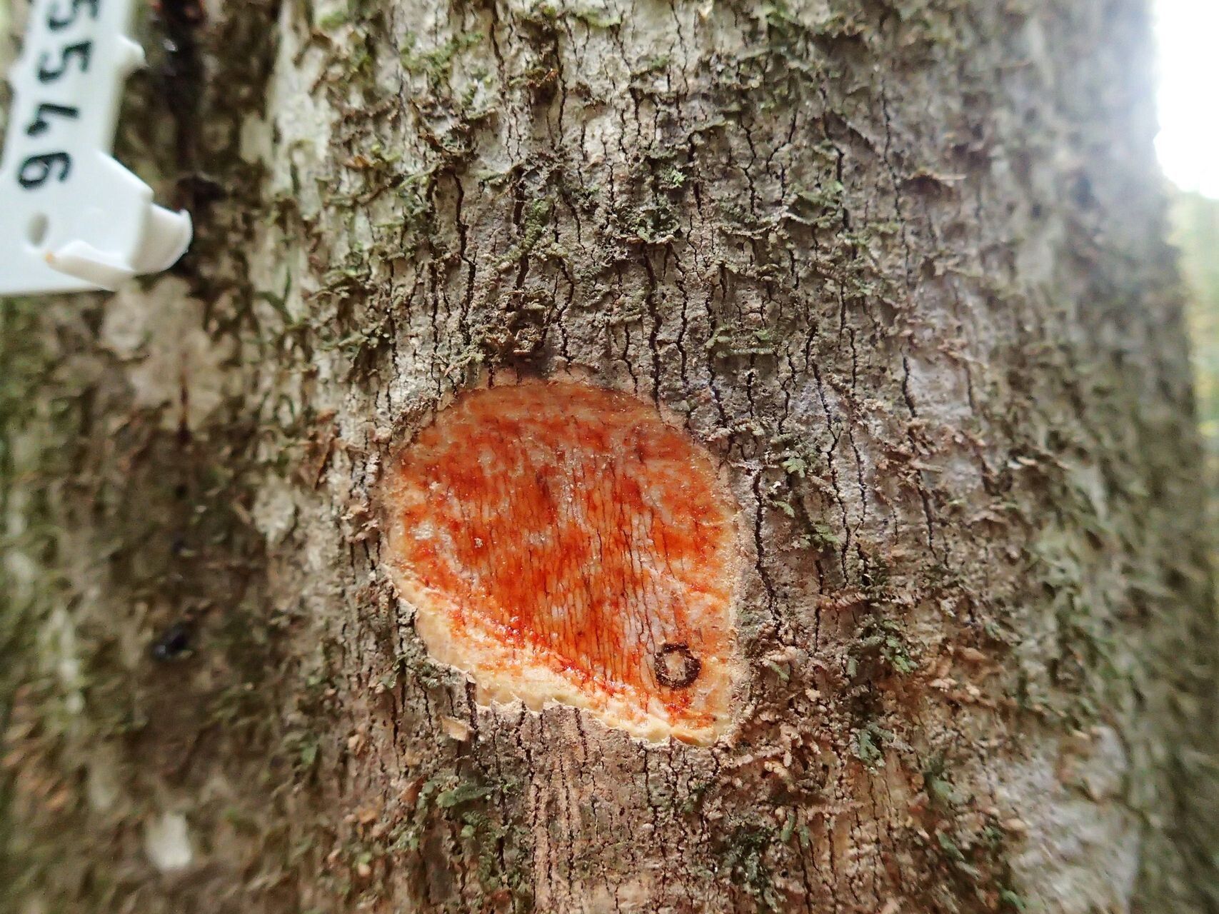 Baloghia montana bark