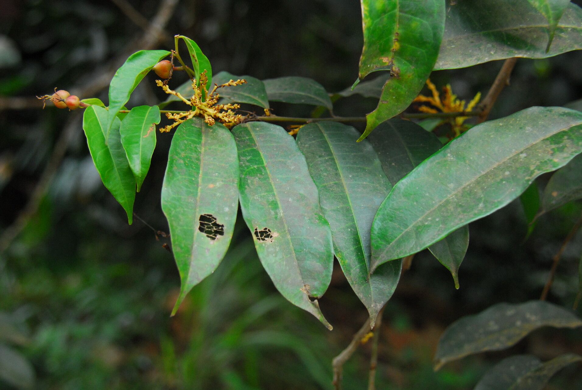 Gymnanthes inopinata — related species from the same genus
