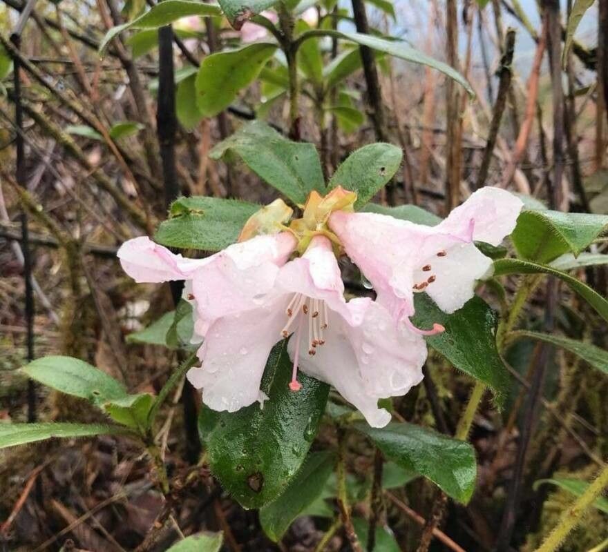 Rhododendron ciliatum — search result for 'Bhutan'