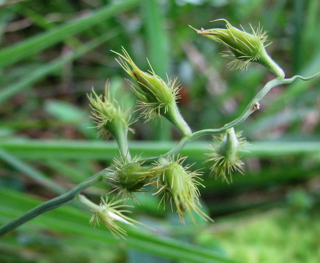 Cenchrus agrimonioides fruit