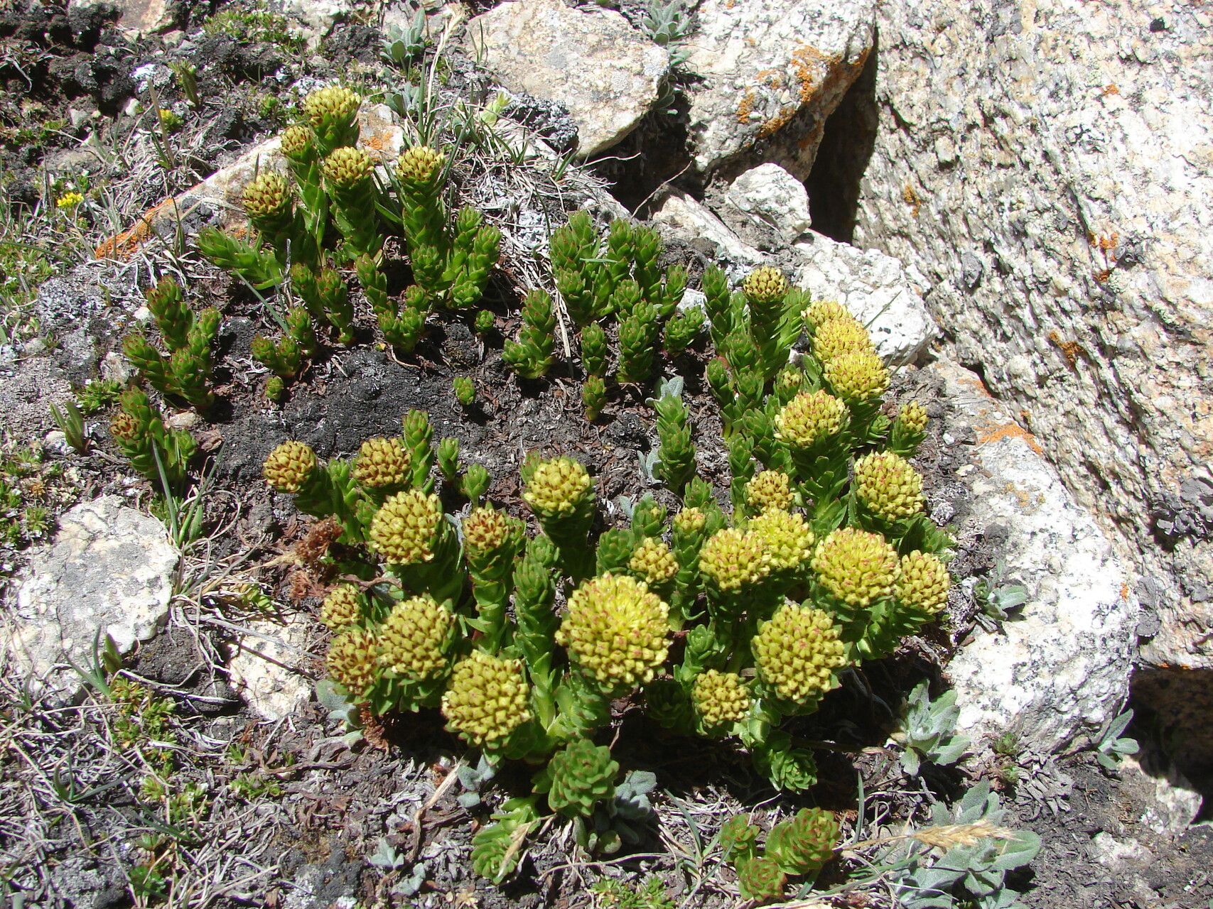 Rhodiola imbricata flower