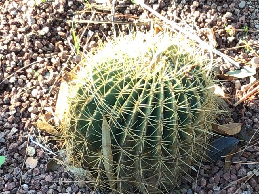 Ferocactus histrix leaf