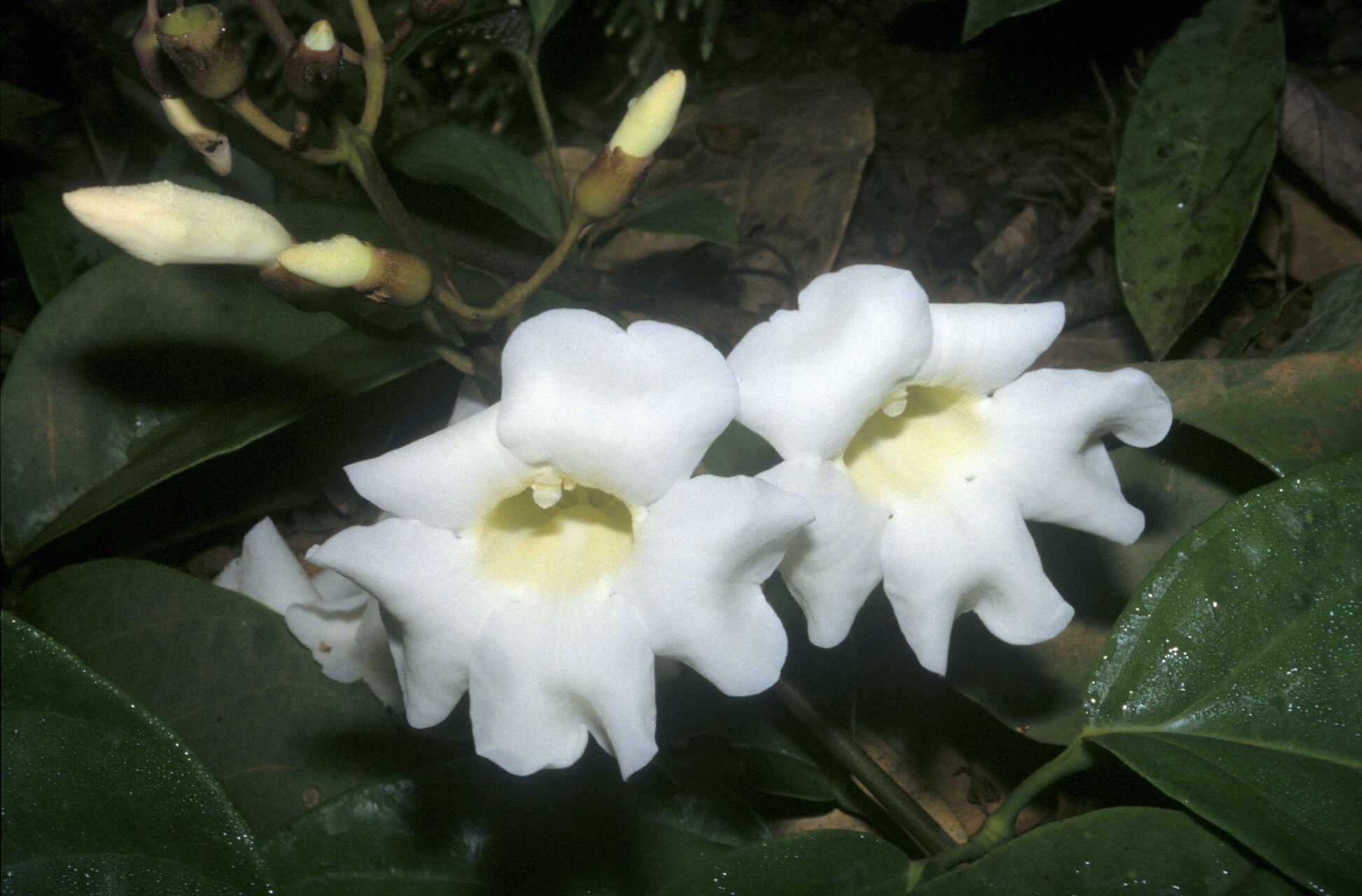 Amphilophium magnoliifolium flower