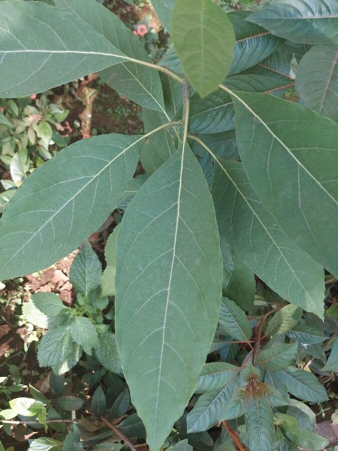 Gymnanthemum amygdalinum — search result for 'Vernonia'