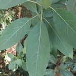 Gymnanthemum amygdalinum