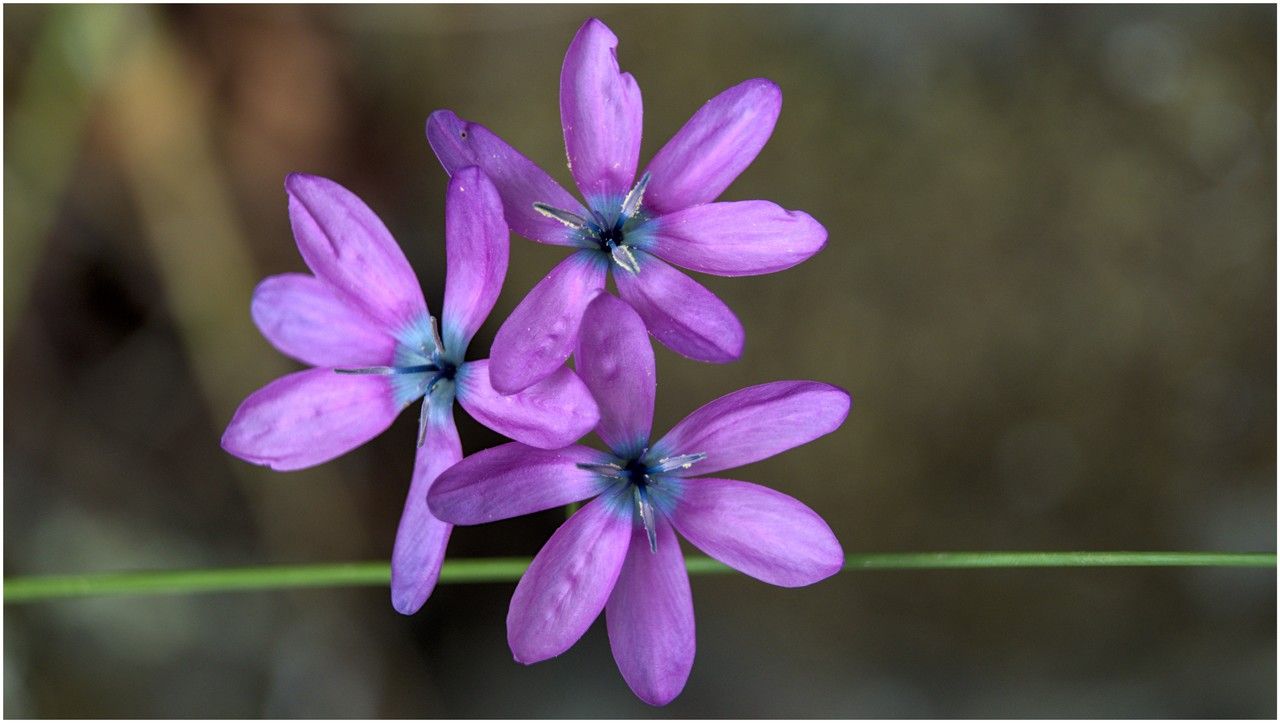 Ixia polystachya — search result for 'northwest Africa'