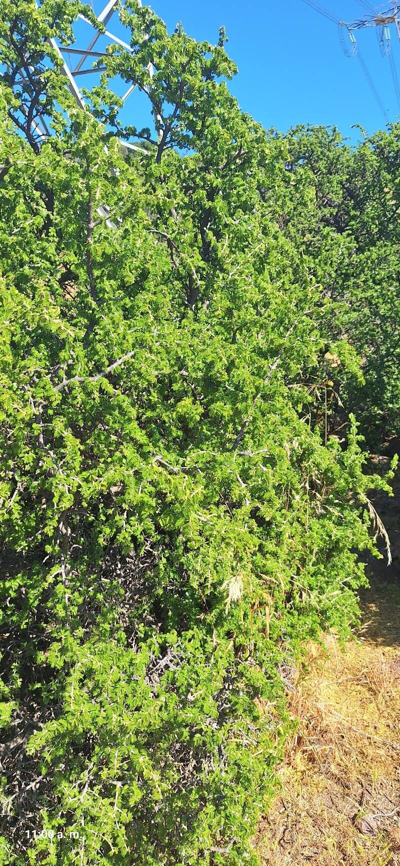 Porlieria chilensis leaf