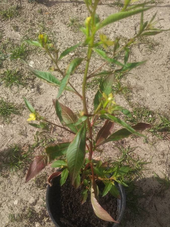 Ludwigia octovalvis leaf