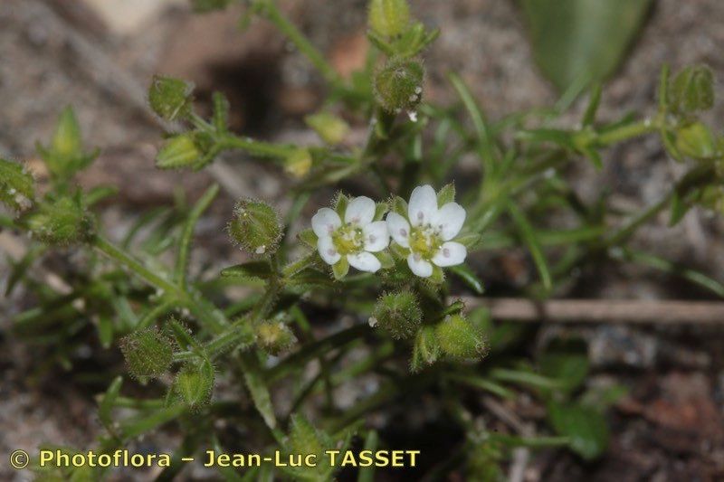 Arenaria emarginata — houseplant care guide