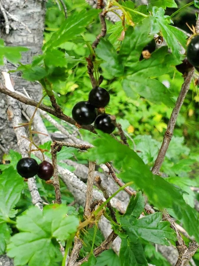 Ribes lacustre fruit