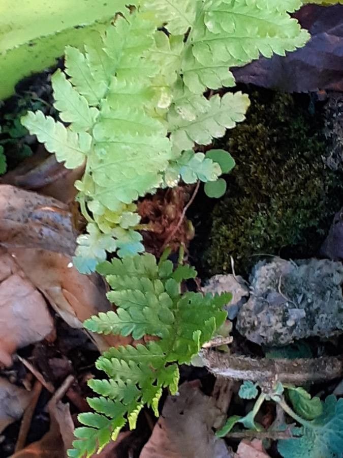 Dryopteris cristata bark