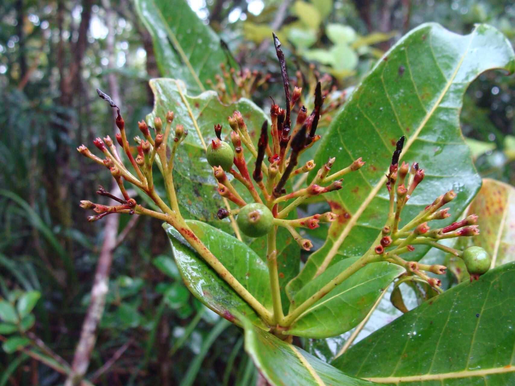 Ixora francii fruit