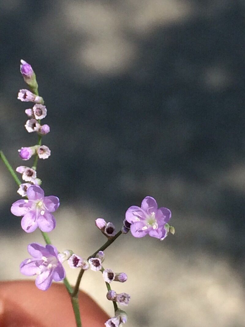 Limonium meyeri flower