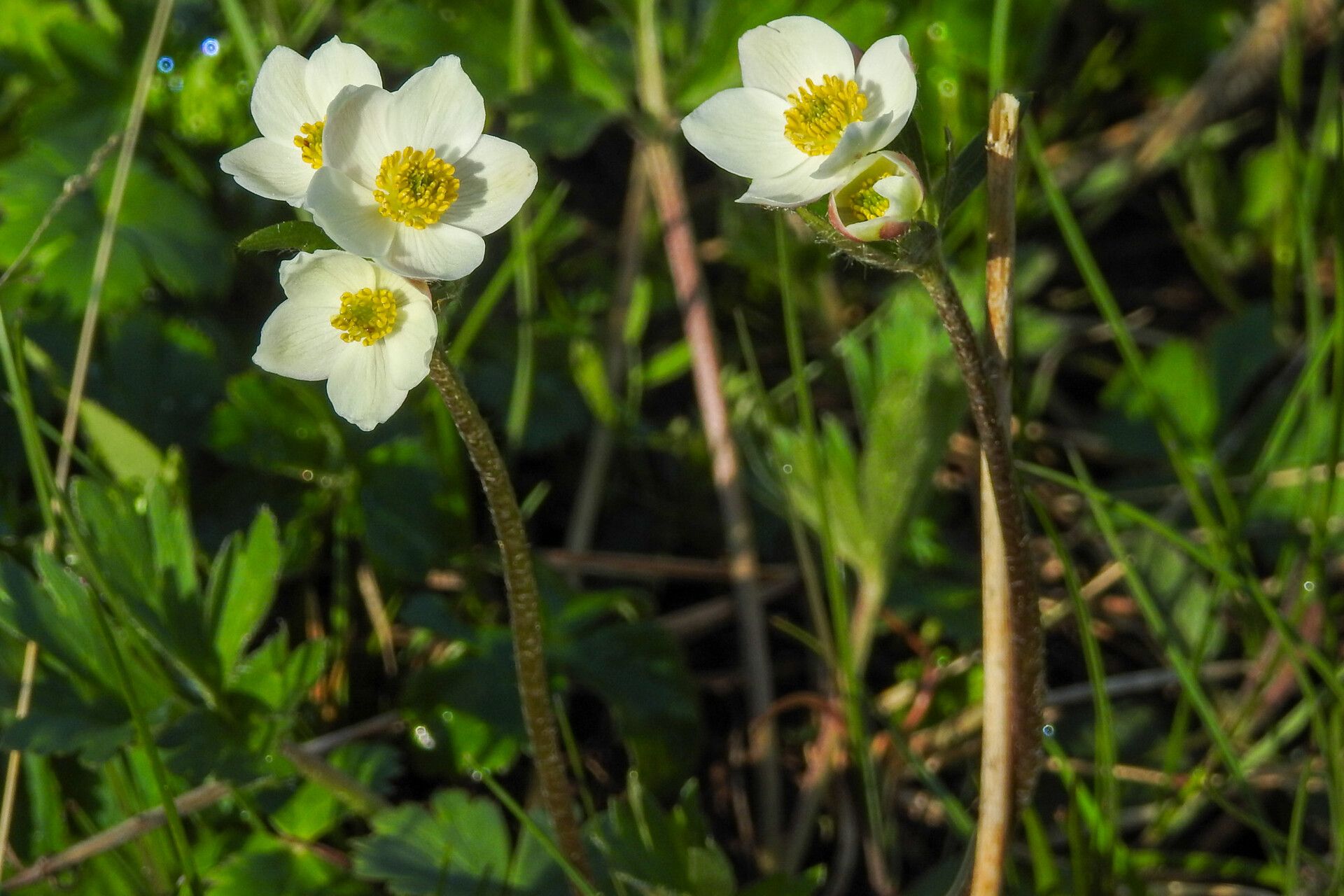 Anemonastrum protractum — search result for 'Anemonastrum'