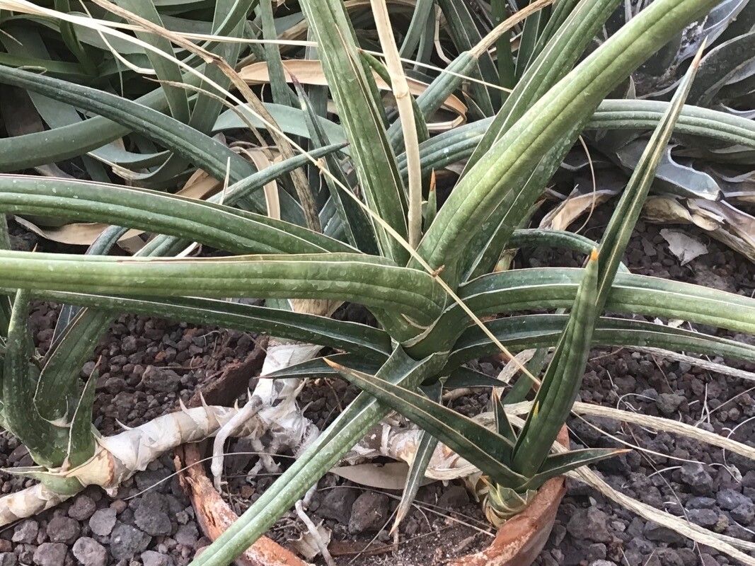 Yucca carnerosana — search result for 'Yucca'