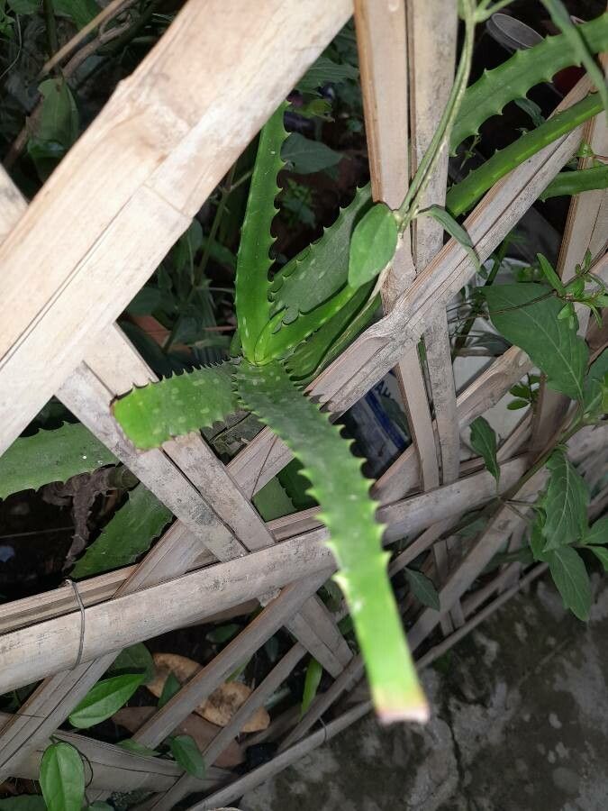 Aloe dawei — search result for 'Aloe'