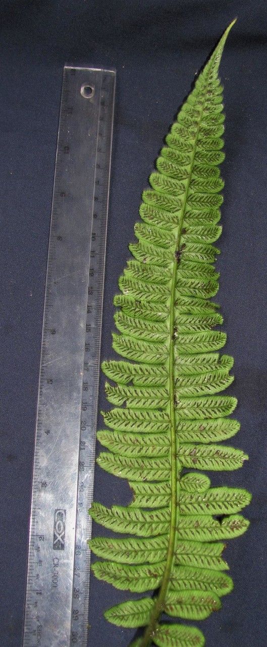 Diplazium lindbergii other