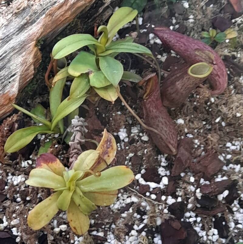 Nepenthes lavicola habit